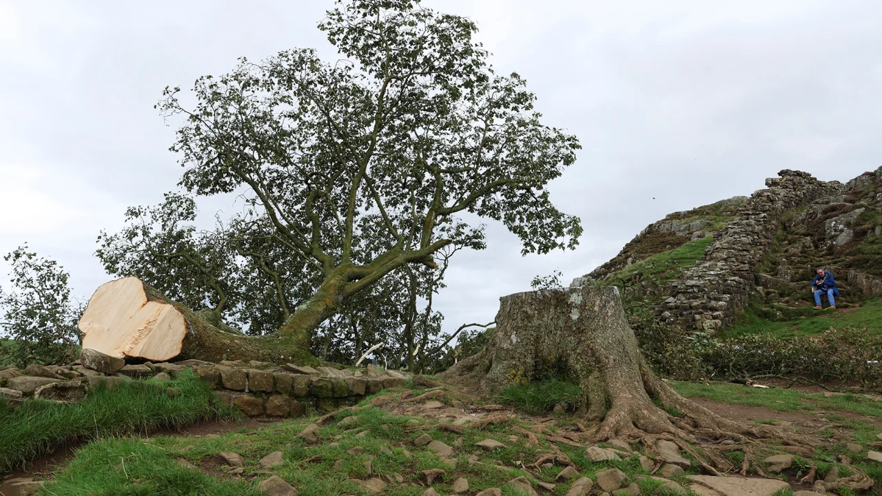 A 16-year-old has been arrested for cutting down the famous tree at Hadrian’s Wall