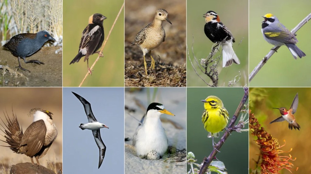 Diez de 70 especies de aves que perdieron más de la mitad de sus poblaciones desde 1970 y se prevé que perderán un 50% más en las próximas cinco décadas. (Crédito: American Bird Conservancy)