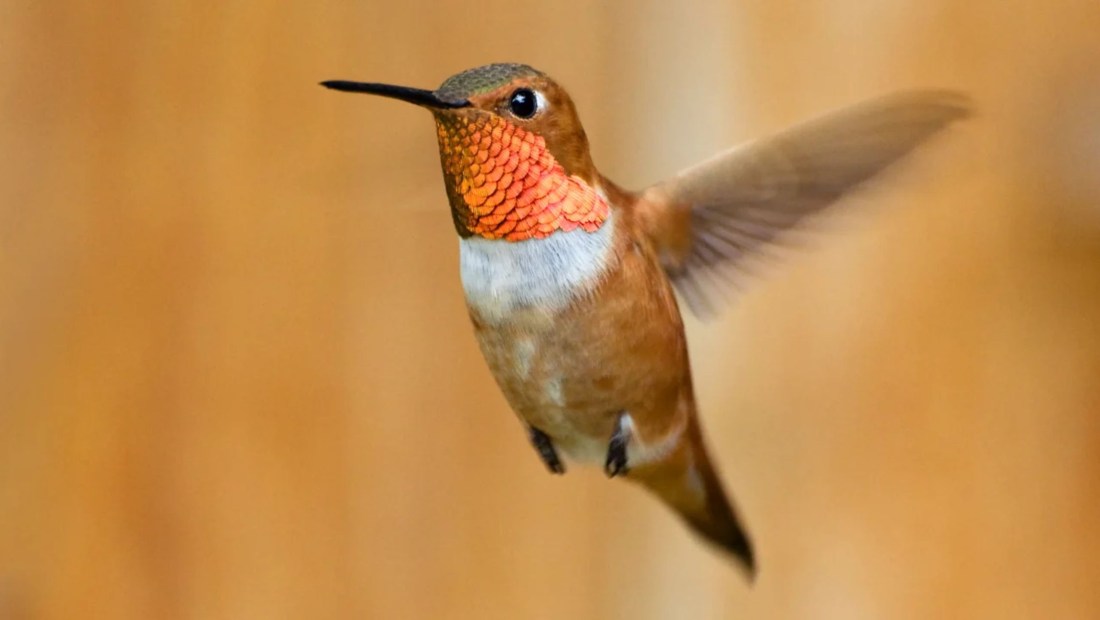 El colibrí rufo ha perdido dos tercios de su población desde 1970. (Foto: Eivor Kuchta/Shutterstock)