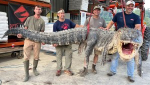 El enorme reptil tenía casi el doble de longitud que el caimán promedio cazado en Mississippi en 2021. (Red Antler Processing)