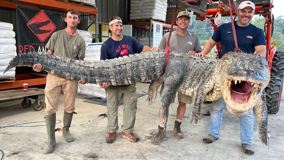 El enorme reptil tenía casi el doble de longitud que el caimán promedio cazado en Mississippi en 2021. (Red Antler Processing)