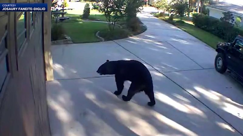 Pasa la cuarentena con un oso o tigre en casa gracias a Google