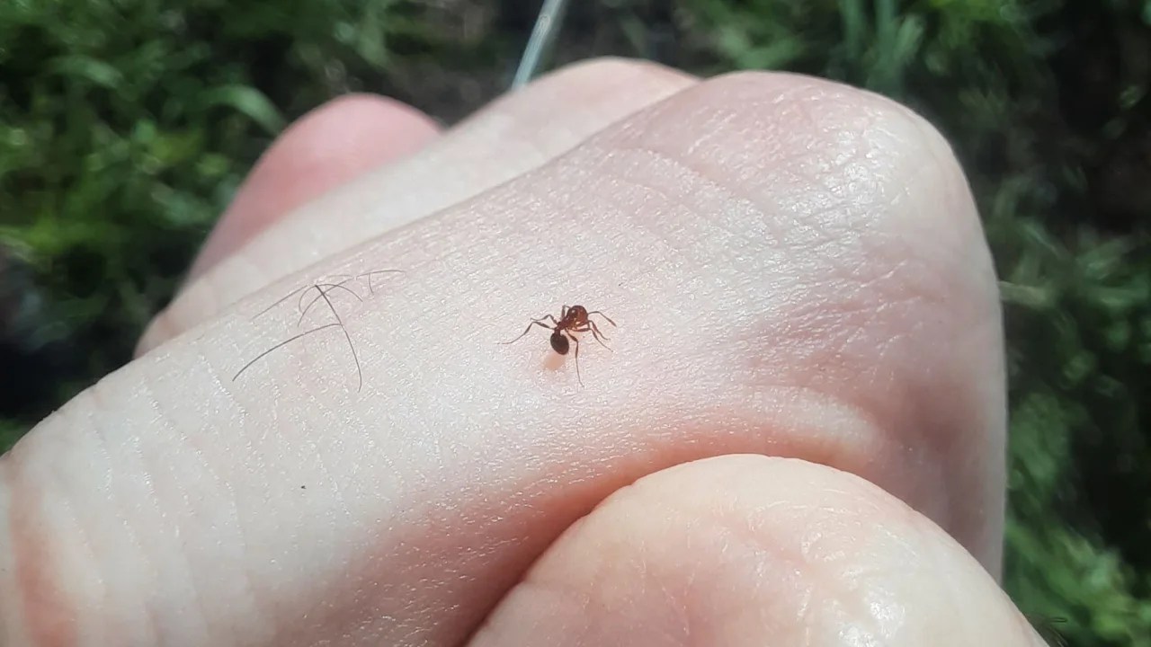 Una hormiga roja de fuego en la mano de un investigador. (Instituto de Biología Evolutiva)
