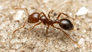 Primer plano de una hormiga roja de fuego, una especie de hormiga invasora que se ha extendido por todo el mundo. (Jesse Rorabaugh)