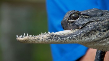 "Jawlene", el caimán con media mandíbula.