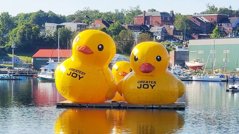 Cómo llegaron ahí? Patos inflables gigantes regresan al puerto de Belfast  en Maine por tercer año consecutivo
