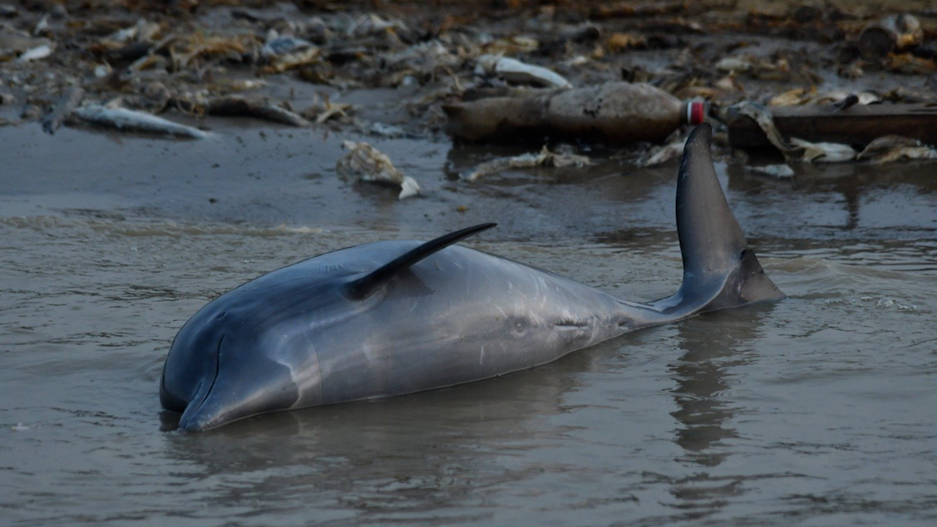 Encuentran más de 100 delfines rosados muertos en Brasil en medio de la  sequía del río Amazonas.