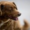 Muere en Portugal Bobi, el perro más viejo del mundo