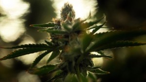 legislacion cannabis marihuana senado ee.uu.
