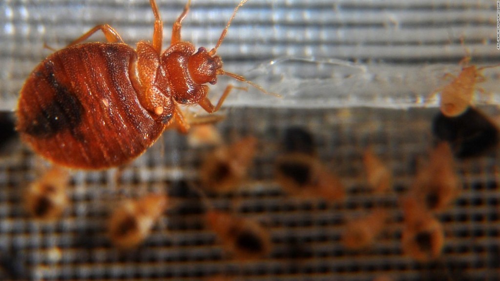 La UNAM realiza fumigaciones preventivas por supuesta plaga de chinches