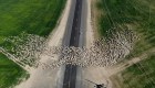 Dron capta el cruce de un rebaño de ovejas por la carretera