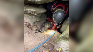 El perro pasó tres días atrapado bajo tierra en la estrecha cueva antes de que los rescatadores pudieran llegar hasta él. (Crédito: Cuerpo de Bomberos Voluntarios de Waldens Creek)
