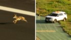 Policía persigue a un coyote en aeropuerto