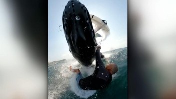 Deportista de windsurf es arrastrado bajo el mar por una ballena