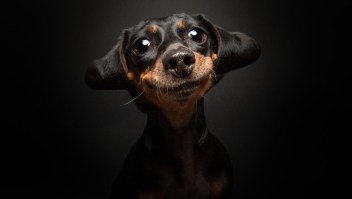 Ternura en 4 patas: las mejores fotos de perros en 2023