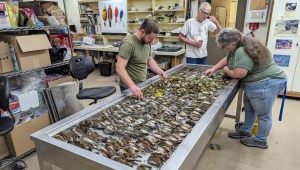 Los trabajadores del Museo Field de Chicago inspeccionan los cuerpos de las aves migratorias que murieron cuando chocaron contra las ventanas del McCormick Place Lakeside Center. (Cortesía: Tom Gnoske/Museo Field de Chicago)
