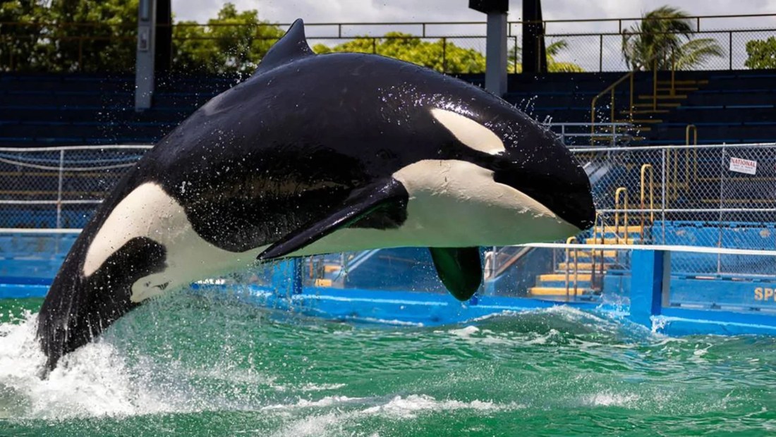Una orca de 57 años llamada Lolita, también conocida como Toki, murió en el Miami Seaquarium. (Crédito: Matias J. Ocner/Miami Herald/Tribune News Service/Getty Images)