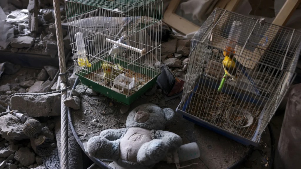 Aves enjauladas que sobrevivieron durante la noche a los bombardeos israelíes en un apartamento dañado en el centro de la ciudad de Khan Yunis, en el sur de la Franja de Gaza. (Crédito: Said Khatib/AFP via Getty Images)