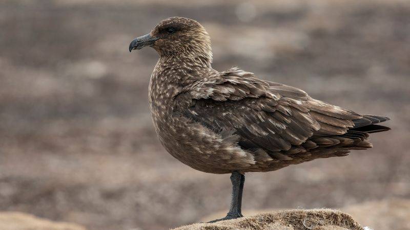 Bird flu detected in Antarctica for first time, British Antarctic Survey says