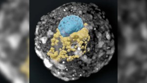 embrion humano laboratorio