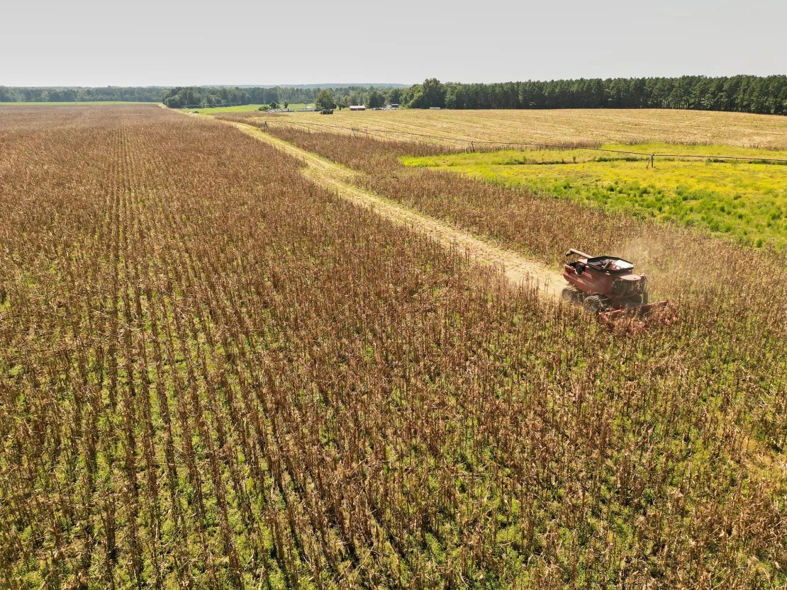 Campbell Coxe cosecha 50 acres de maíz Jimmy Red en su granja de Darlington, Carolina del Sur, en septiembre.(Peter Frank Edwards para High Wire Distilling Co)