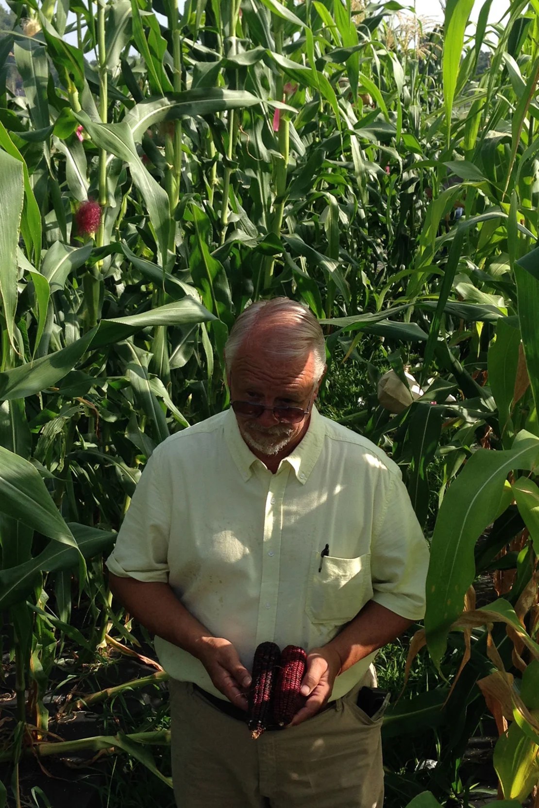 A finales de la década de 1990, el granjero Ted Chewning recibió las dos últimas mazorcas de maíz Jimmy Red que se sabía que existían. Usó granos para hacer crecer más tallos y sacarlo del borde de la extinción. (Peter Frank Edwards para High Wire Distilling Co)