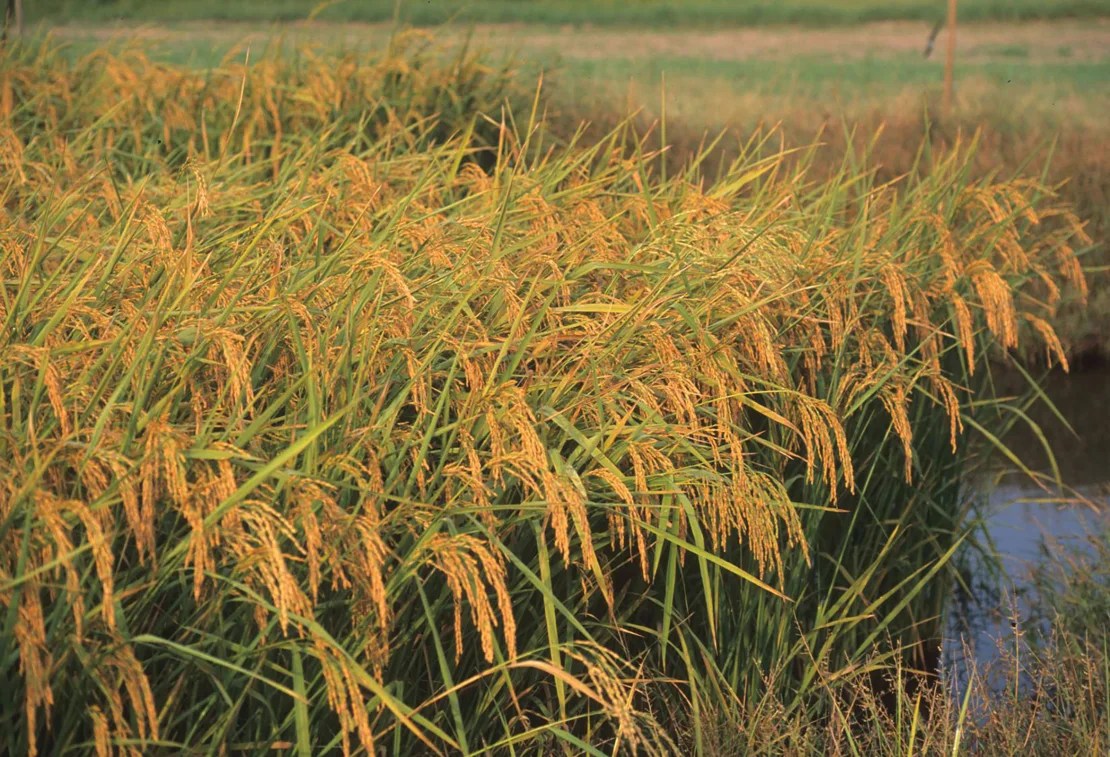 Los científicos de la Universidad de Clemson están trabajando para hacer que el tradicional arroz Carolina Gold sea más tolerante a la sal a medida que aumentan los niveles de salinidad en el agua y los suelos debido a las condiciones climáticas cambiantes. Campbell Cox