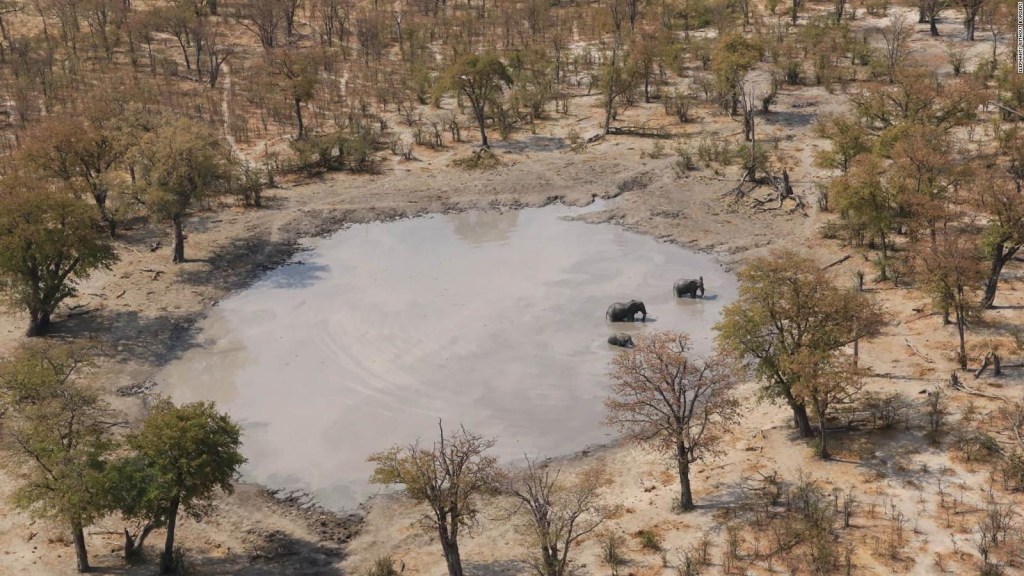 Una bacteria, causa de la muerte de elefantes en África