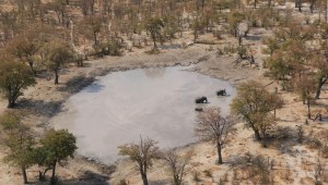 Una bacteria, causa de la muerte de elefantes en África