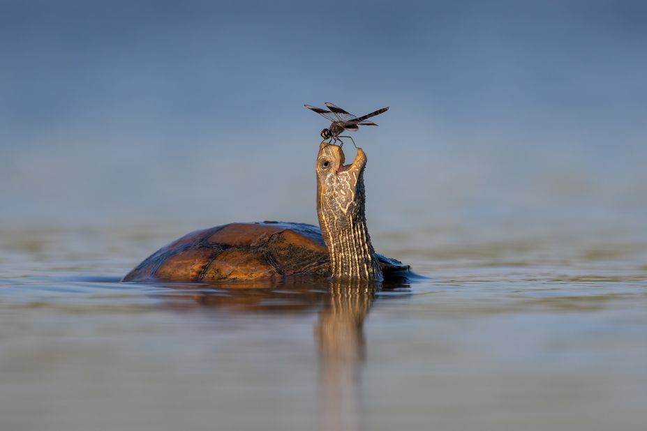 Happy Turtle: This bog turtle appears to be delighted by a dragonfly that has landed on its snout in this photo taken by Tzachi Finkelstein in the Jezreel Valley in Israel.  Strongly praised.  (Credit: Tsahi Finkelstein)