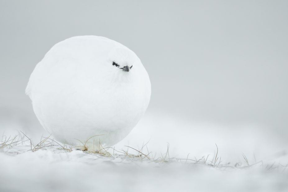 Snowball: This snowball white grouse is well prepared for the cold of winter in this photo by Frenchman Jacques Poulard.  Strongly praised.  (Credit: Jack Pollard)