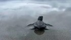 Liberan a 500 tortugas marinas bebés en Colombia
