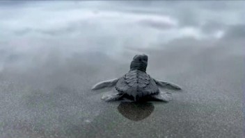 Liberan a 500 tortugas marinas bebés en Colombia