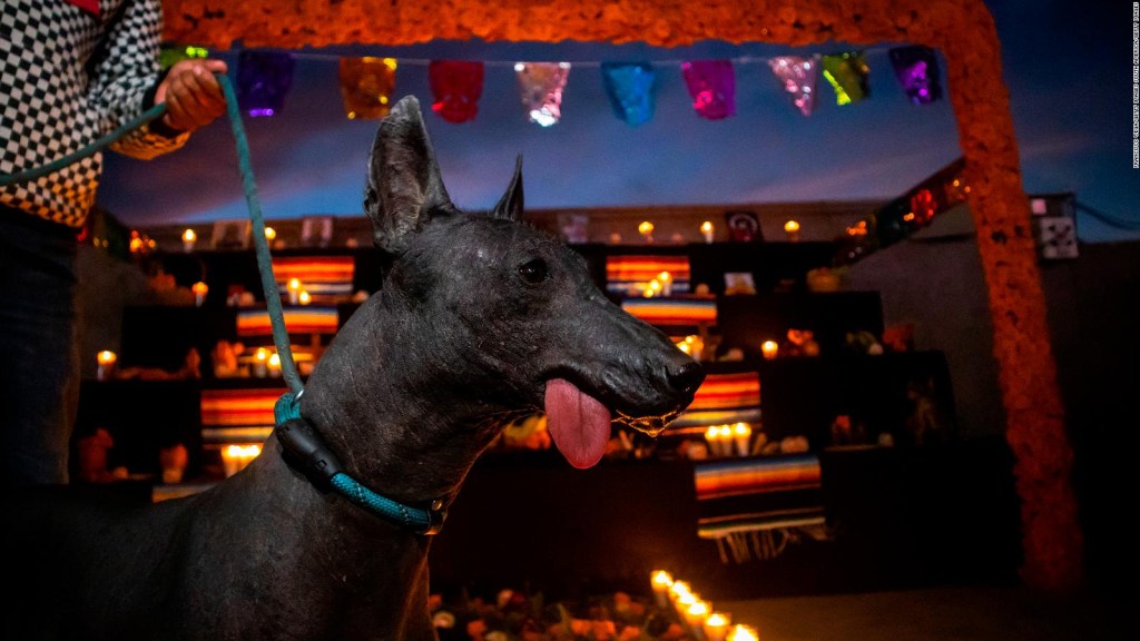 Xoloitzcuintle, el can "afín a la muerte, pero también a la vida"
