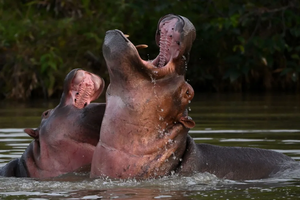 hipopotamos pablo escobar
