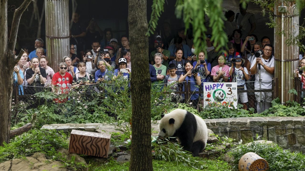 Día Nacional del Oso Panda: dónde habitan, qué comen y otras