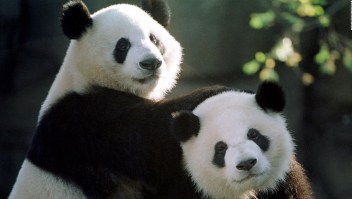 "Panda Palooza": la divertida despedida a tres pandas en Washington