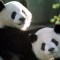 "Panda Palooza": la divertida despedida a tres pandas en Washington