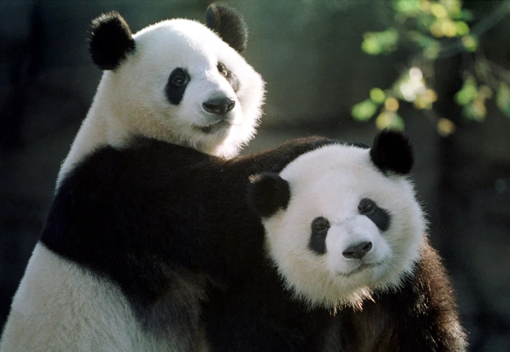 Diez especies salvadas de la extinción que demuestran la capacidad del ser humano de reparar aquello que ha roto 231107023811-05-panda-diplomacy-us-china