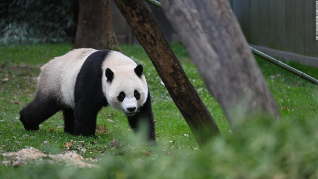 ¿Volverán los pandas al Zoológico Nacional de Washington?