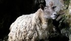 La "oveja más solitaria del mundo"...ya no lo es