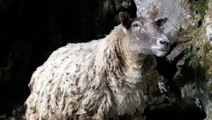 La "oveja más solitaria del mundo"...ya no lo es