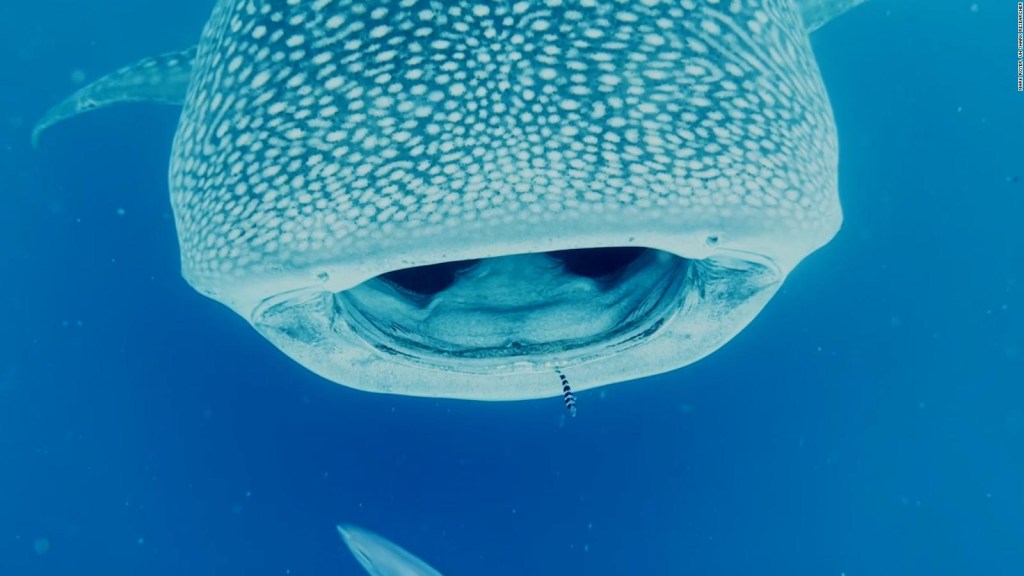 Captan en video a la especie de pez más grande del mundo