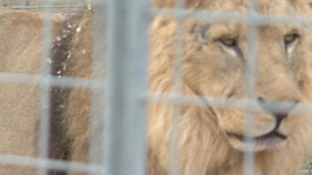 Capturan a un león de circo tras 5 horas suelto
