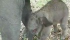 Nace elefante de Sumatra, especie en peligro de extinción
