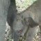Nace elefante de Sumatra, especie en peligro de extinción
