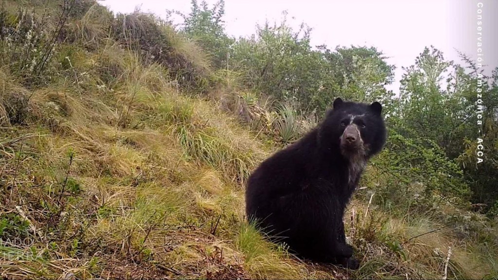 Salvar al oso andino, el sueño de infancia de esta bióloga