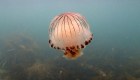 Aumentan los avistamientos de medusas en el Reino Unido e Irlanda, esta es la razón