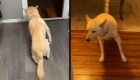 Una mujer descubrió que su perro se emborrachó en su casa