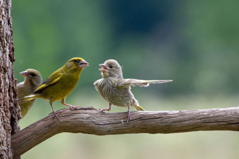 Dispute: Winner of the Junior and People's Choice categories, Polish photographer Jacek Stankiewicz saw this little green bird put the world to rights in this heated debate with his elders.  (Credit: Jacek Stankiewicz)